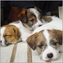 Puppies Laying On A Clean Berber Carpet