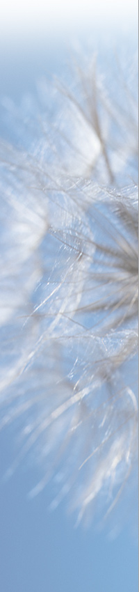 Trees Blowing in The Wind