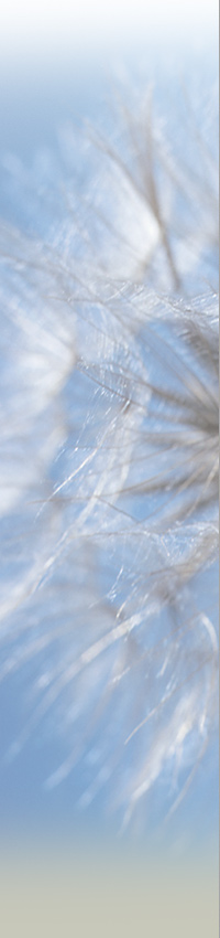 Trees Blowing in The Wind