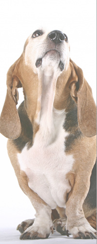 Bassett Hound